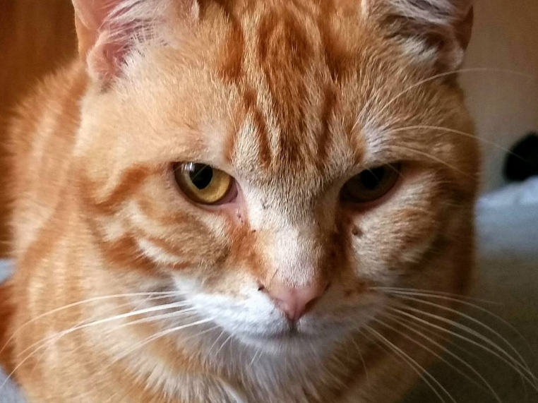 Originalfoto einer Katze